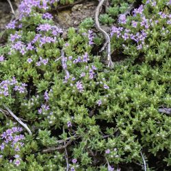 Thymus riatarum