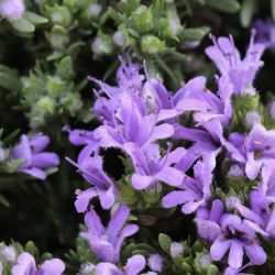 Thymus riatarum