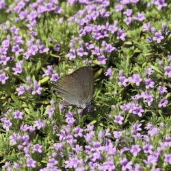 Thymus riatarum