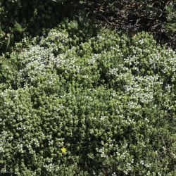 Thymus willdenowii