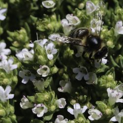 Thymus willdenowii