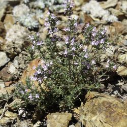 Thymus zygis subsp. gracilis