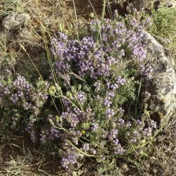 Thymus zygis subsp. gracilis