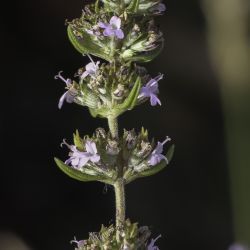 Thymus zygis subsp. gracilis