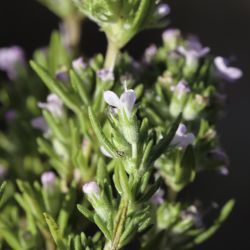 Thymus zygis subsp. gracilis