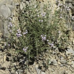 Thymus zygis subsp. gracilis
