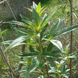 Vitex agnus-castus