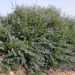 Vitex agnus-castus
