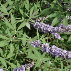 Vitex agnus-castus