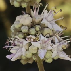 Vitex agnus-castus