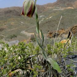 Fritillaria lusitanica