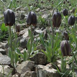 Fritillaria macrocarpa