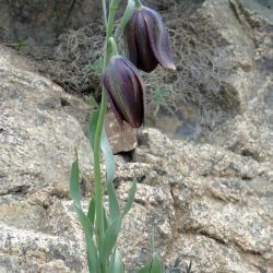 Fritillaria macrocarpa