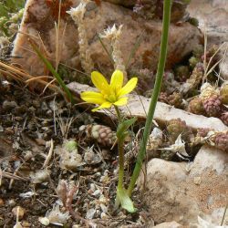 Gagea cossoniana