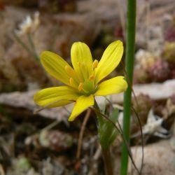 Gagea cossoniana