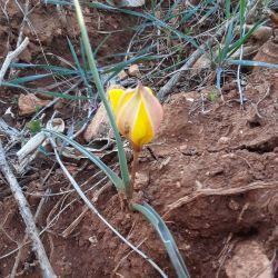 Tulipa sylvestris subsp. australis