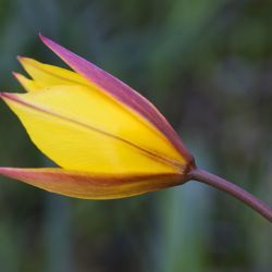 Tulipa sylvestris subsp. australis