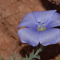 Linum austriacum subsp. mauritanicum