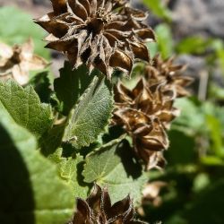 Abutilon albidum