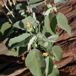 Abutilon fruticosum