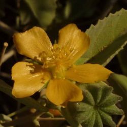 Abutilon fruticosum