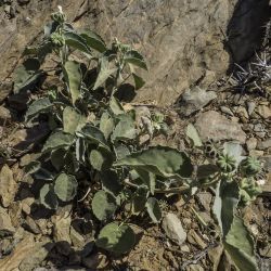 Abutilon fruticosum