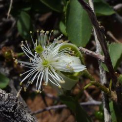 Grewia tenax