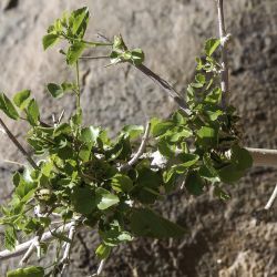 Grewia tenax