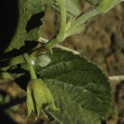 Grewia villosa