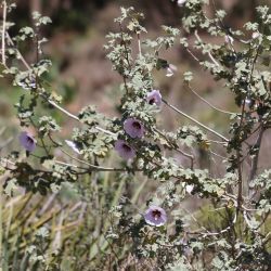 Lavatera maritima
