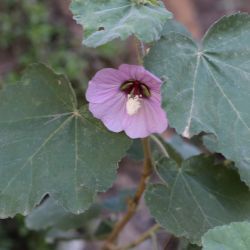 Lavatera maritima