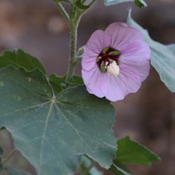 Lavatera maritima