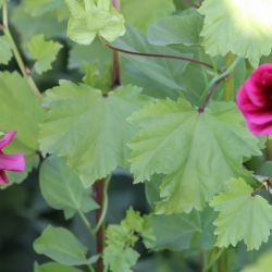 Malope trifida