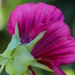 Malope trifida