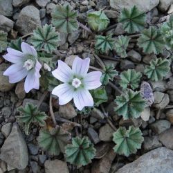 Malva neglecta