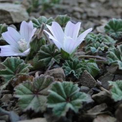 Malva neglecta