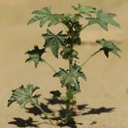 Malva parviflora