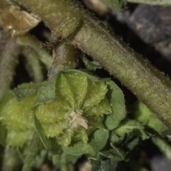 Malva parviflora