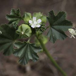 Malva parviflora