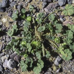 Malva parviflora