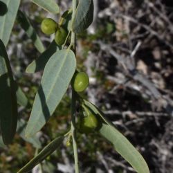 Cocculus pendulus