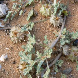 Neurada procumbens