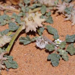 Neurada procumbens
