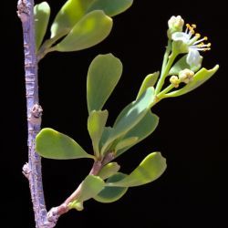 Nitrariaceae