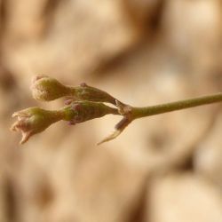 Nyctaginaceae