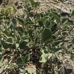 Commicarpus helenae var. helenae