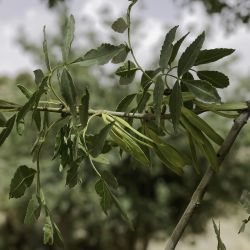 Fraxinus dimorpha