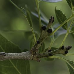 Fraxinus dimorpha