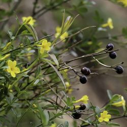 Jasminum fruticans