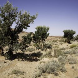 Olea europaea subsp. europaea var. sylvestris